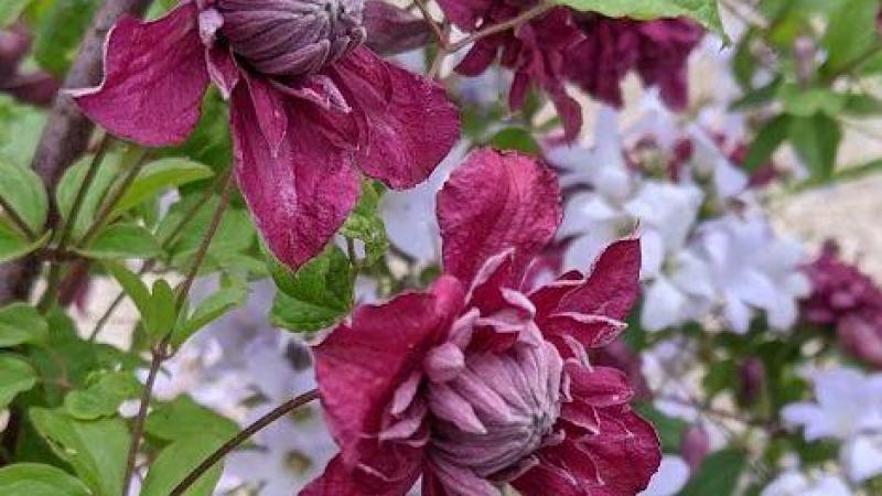 Plante : CLVIPUPLEL