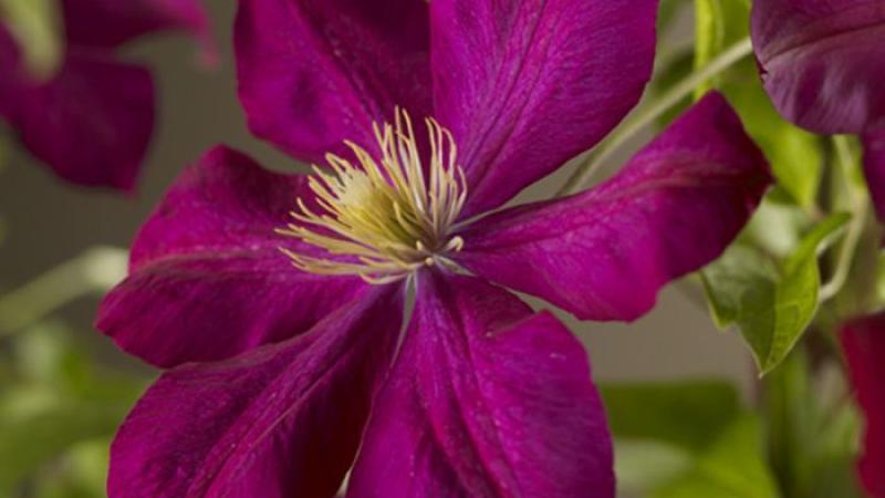 Plante : CLVO