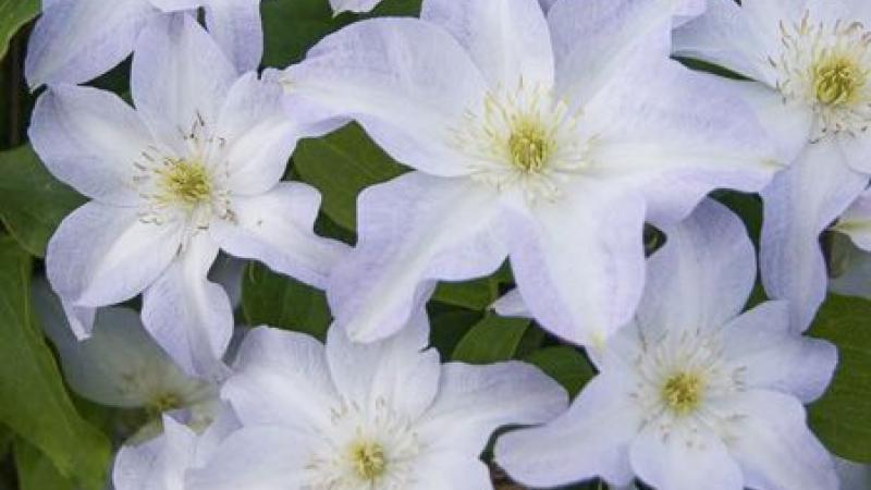 Plante : CLYU