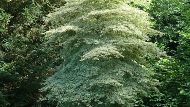 Plante : COALAR