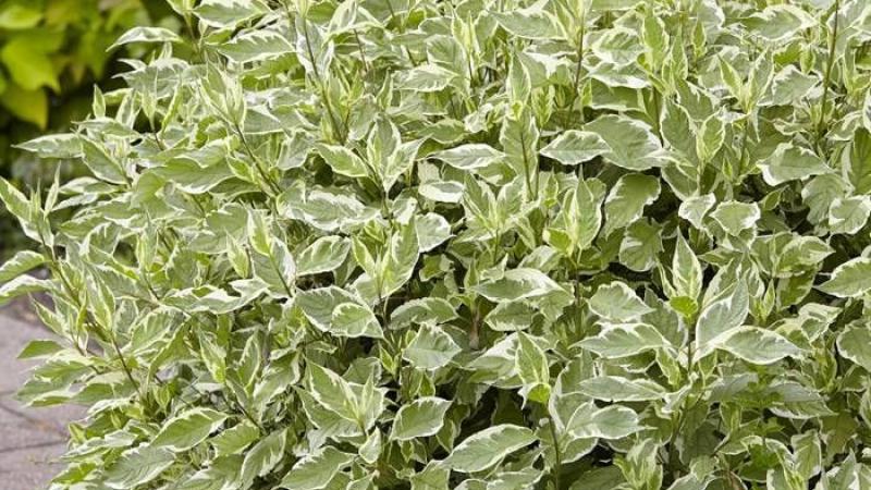 Plante : COALEL