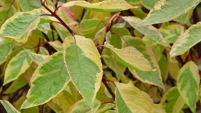 Plante : COALGO