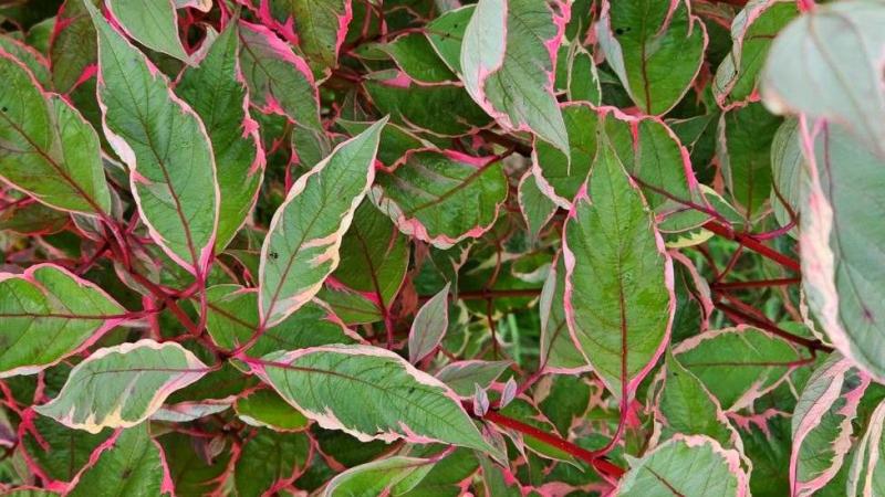 Plante : COALMI