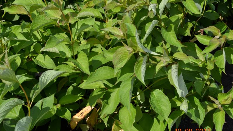Plante : COALSI