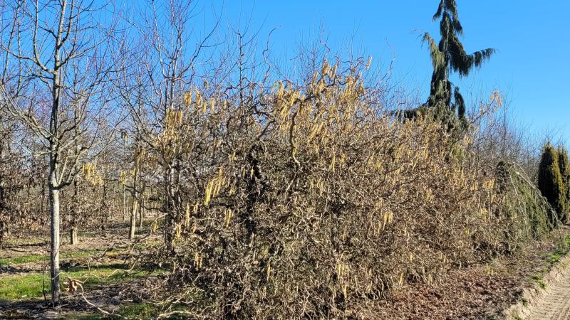 Plante : COAVCO