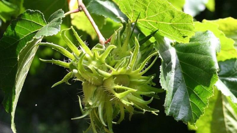 Plante : COCO