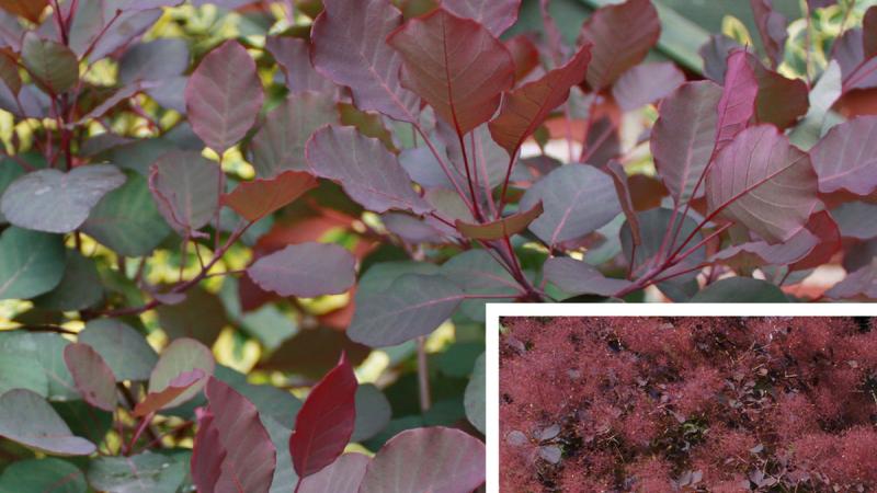 Plante : COCOROPU