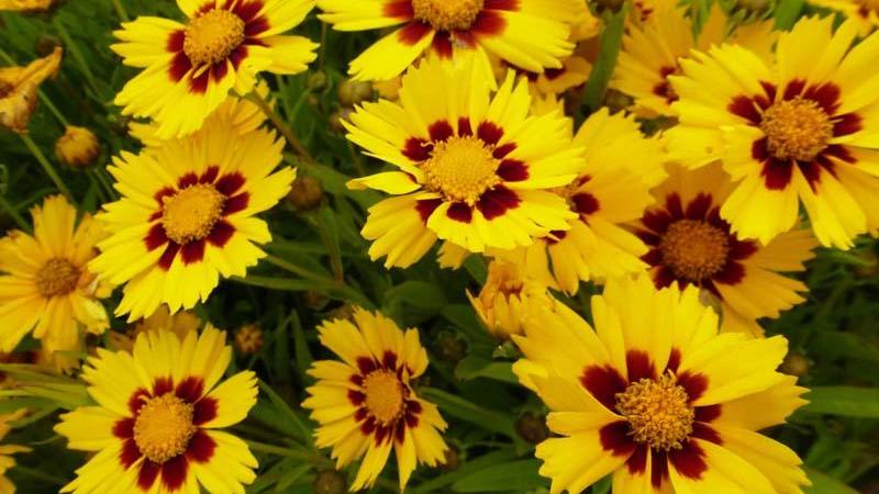 Plante : COGRSO