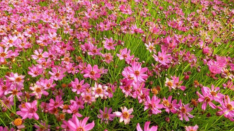 Plante : COHYLIPA