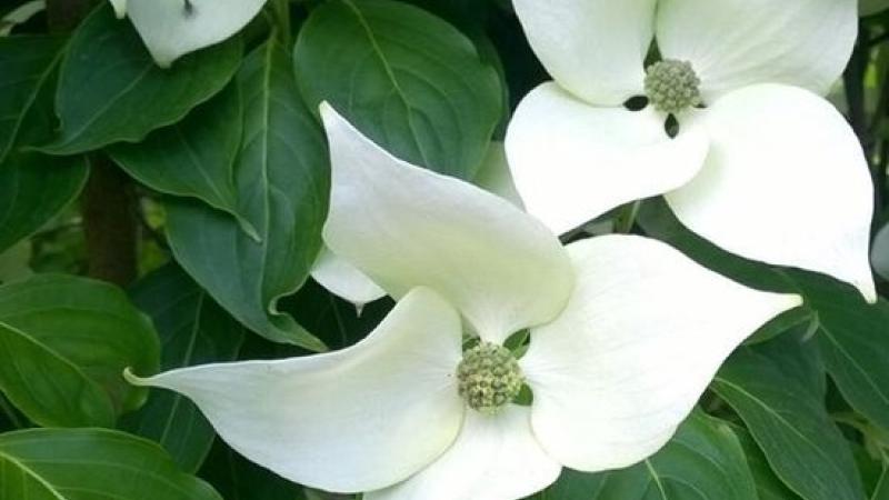 Plante : COKOCHGI