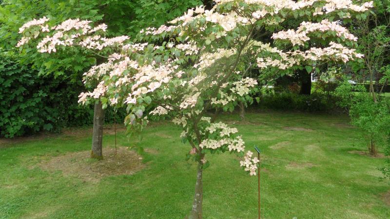 Plante : COKOSA