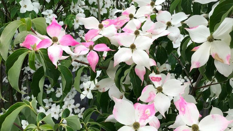 Plante : COKOTEU