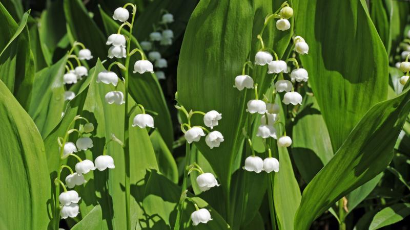 Plante : COMAJ