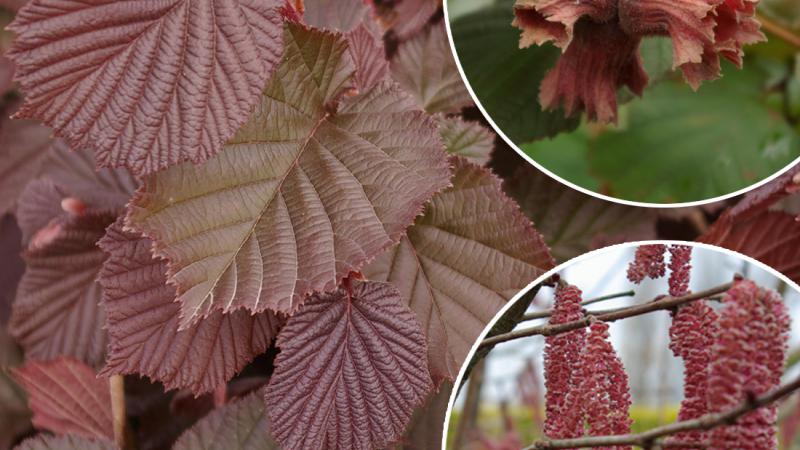 Plante : COMAPUPF