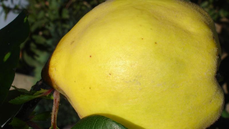 Plante : COREMA