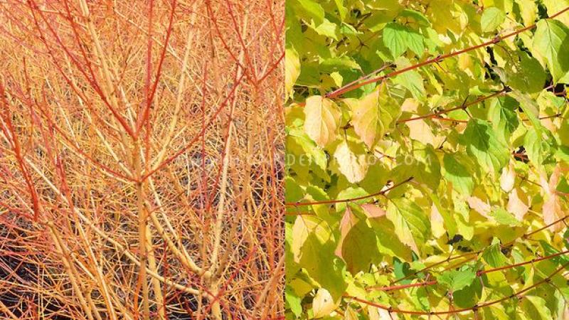Plante : COSAWIBE