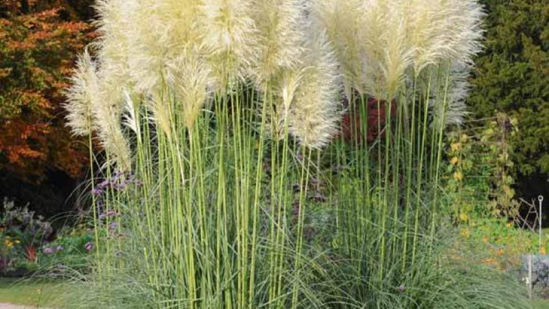 Plante : COSE
