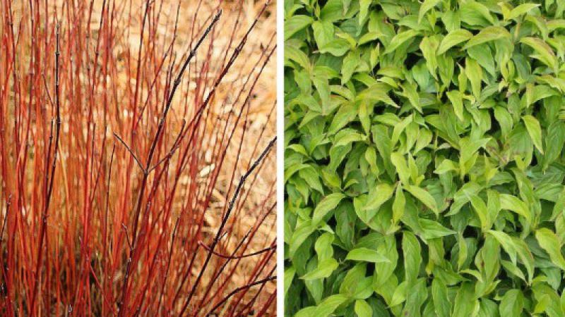 Plante : COSEKE
