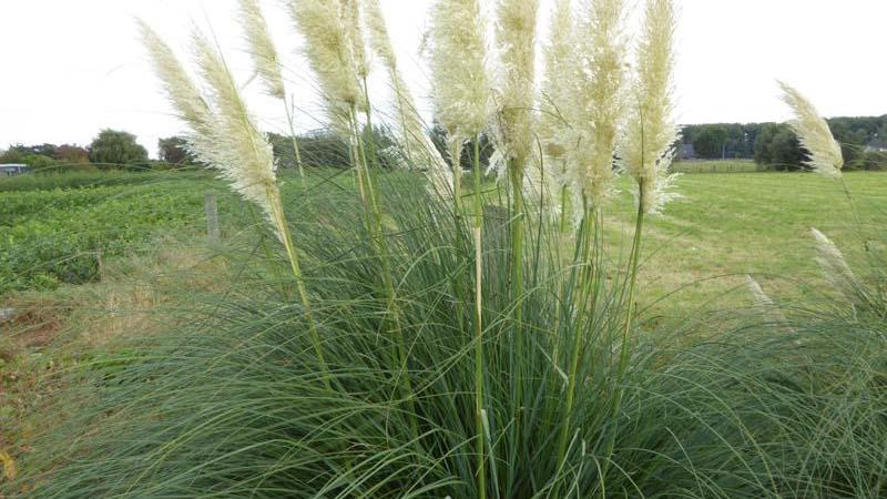 Plante : COSESUSI