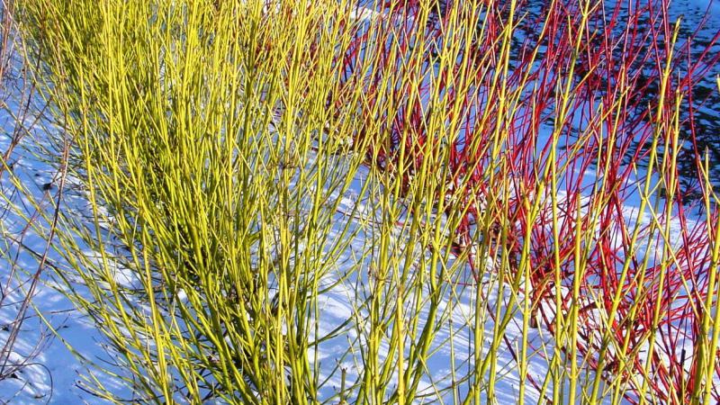Plante : COSTFLPF