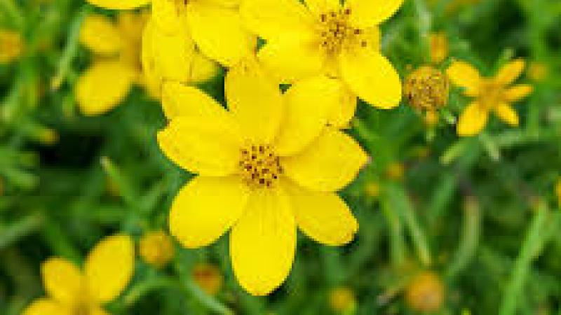 Plante : COVEZA