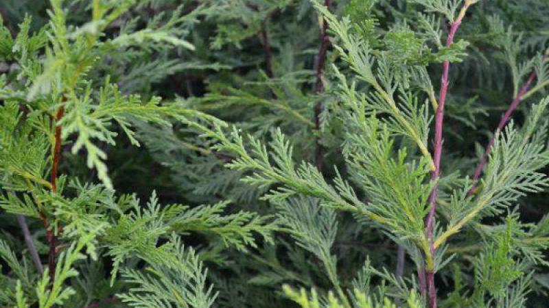 Plante : CULEPF