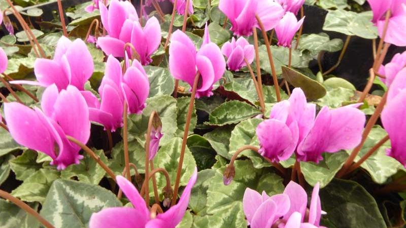 Plante : CYHE