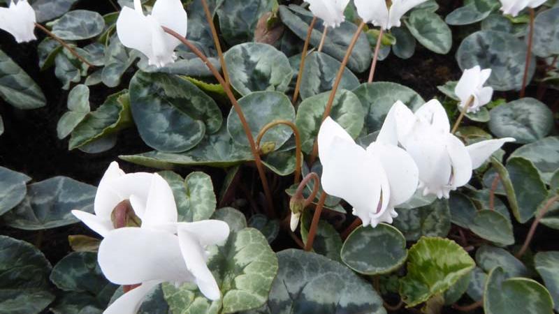 Plante : CYHEAL