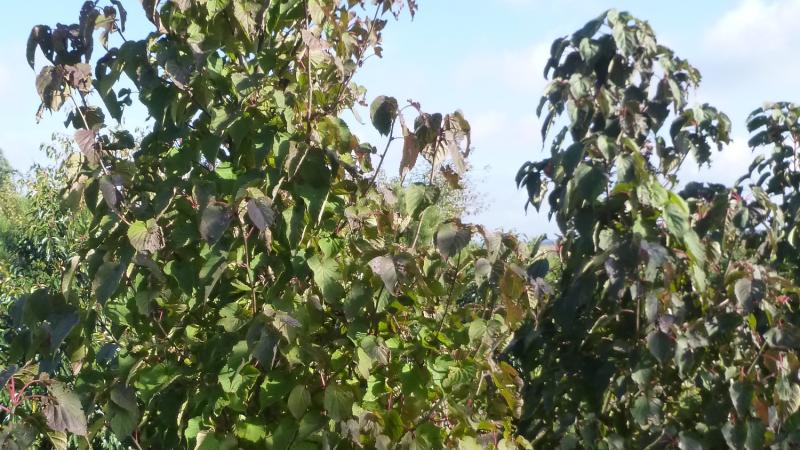 Plante : DAINVI