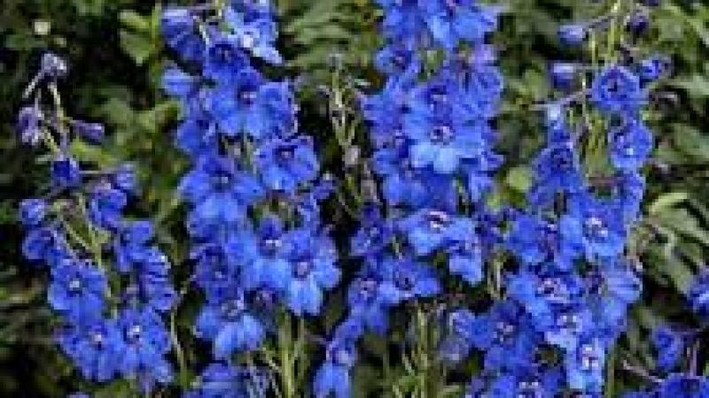Plante : DEBLBI