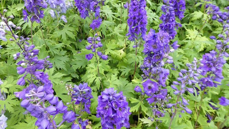 Plante : DEBLNI