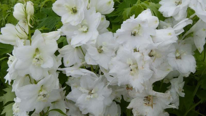 Plante : DEGA