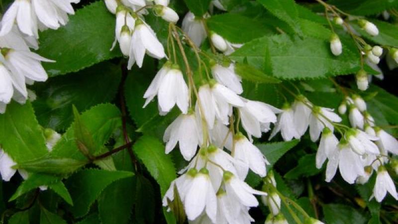 Plante : DEGRNI