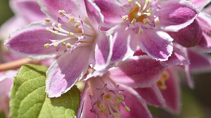 Plante : DEHYMORO