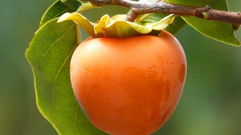 Plante : DIKATI