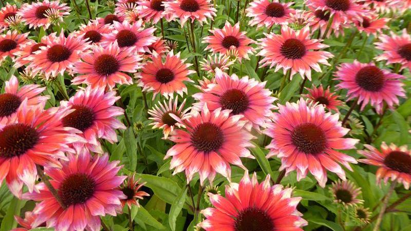 Plante : ECPUFL