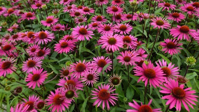 Plante : ECPUPIBE