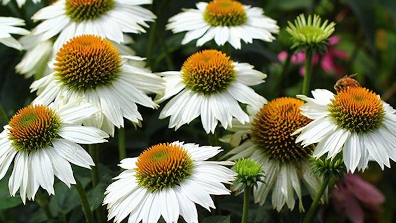Plante : ECPUPOWH