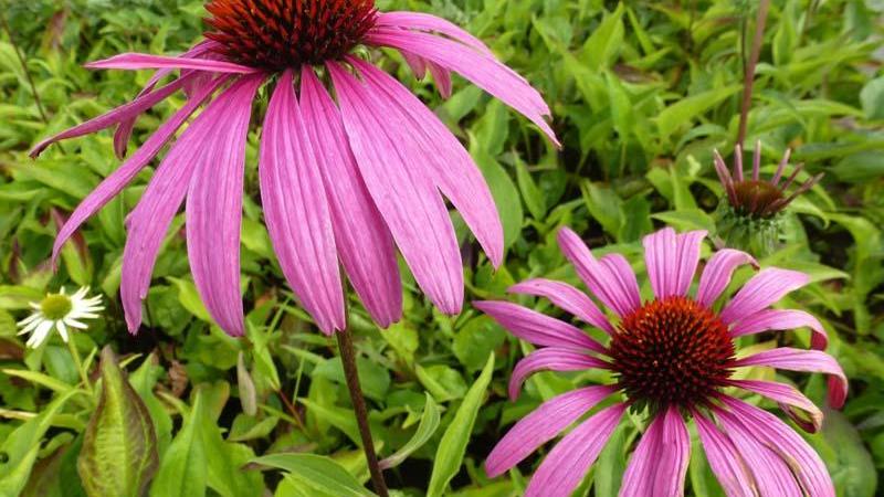 Plante : ECPURU