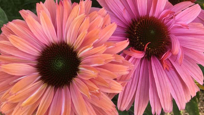 Plante : ECPUSURA