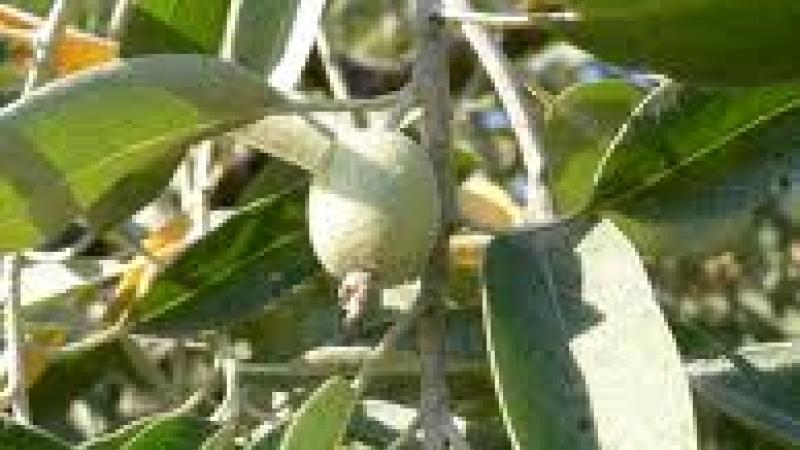 Plante : ELAN