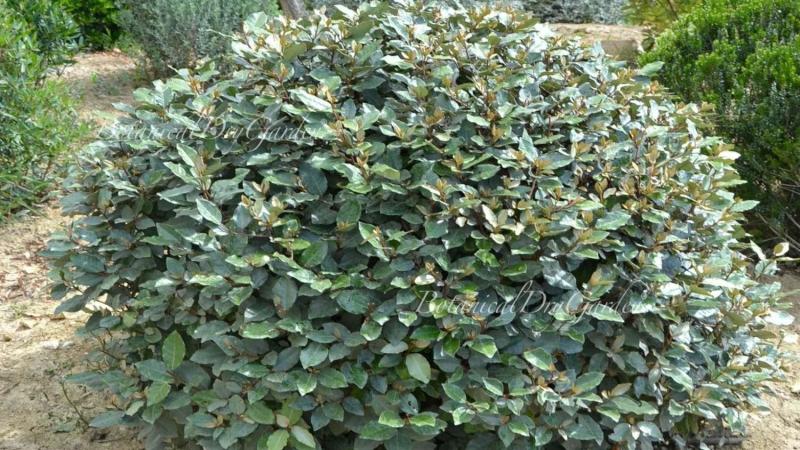 Plante : ELANCO