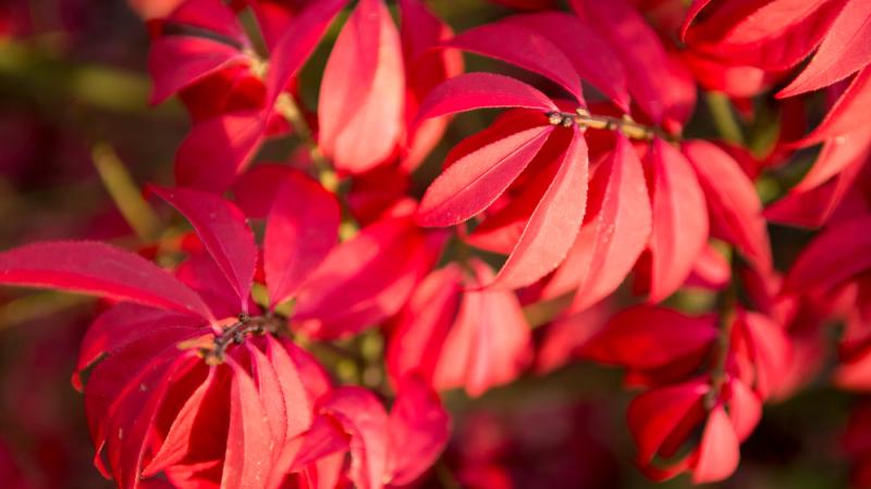 Plante : EUAL