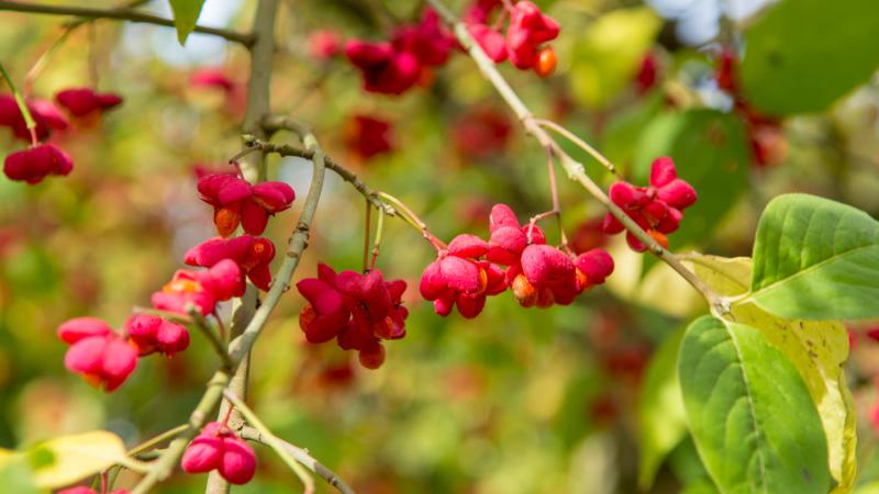 Plante : EUEUPF