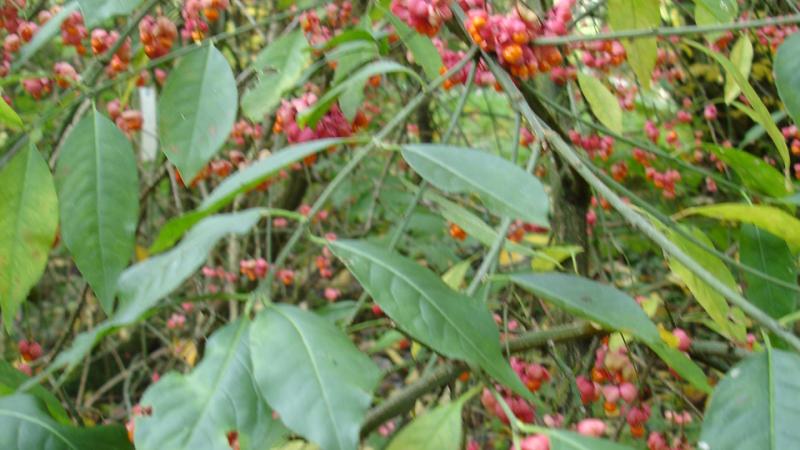 Plante : EUEURECA