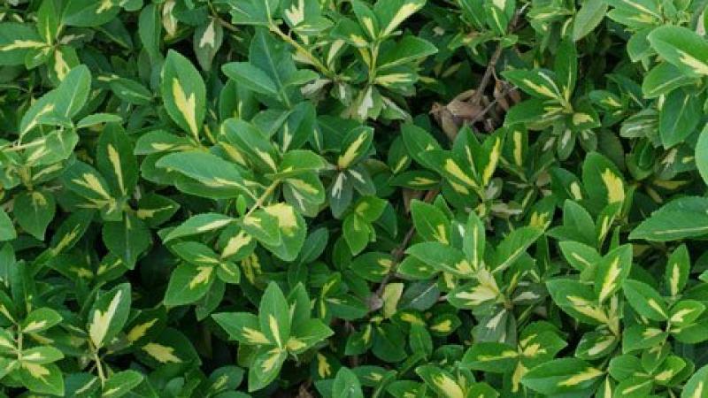 Plante : EUFOBL