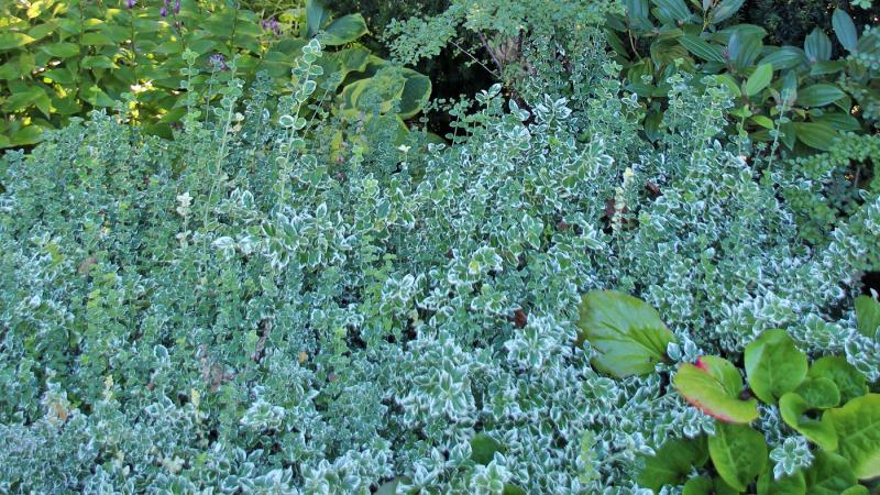 Plante : EUFOEMGA