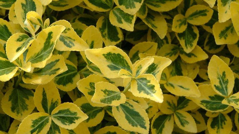 Plante : EUFOEMGO