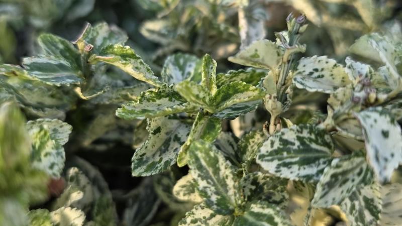 Plante : EUFOHA