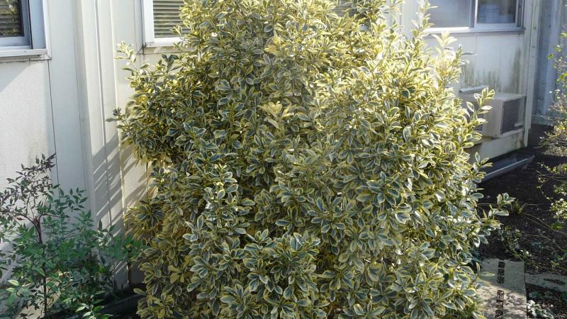 Plante : EUJABR